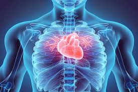 Infective endocarditis Tunisia - Antibiotic therapy and surgery