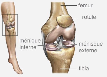 meniscal lesions in tunisia tunisia price cheap price